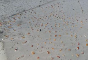 [1200x819] A view shows shallow sand graves of people, some of which are suspected to have died from COVID-19, on the banks of the river Ganges in Shringaverpur on the outskirts of Prayagraj, India, May 21, 2021. (REUTERS/Ritesh Shukla)