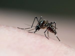 Nanoparticles prove effective against the yellow fever mosquito