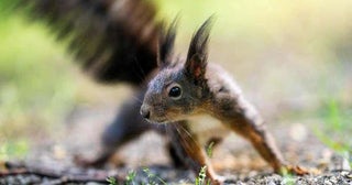 Elderly Louisiana man suffers significant injuries from squirrel attack.