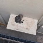 I had to leave home due to a bad situation and I could not take my stray cat with me (my folks still fed him everyday). I was finally able to go back home (for a while) after a month and this is his reaction on hearing my voice.