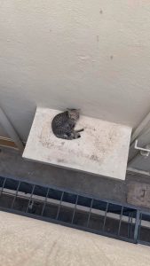I had to leave home due to a bad situation and I could not take my stray cat with me (my folks still fed him everyday). I was finally able to go back home (for a while) after a month and this is his reaction on hearing my voice.