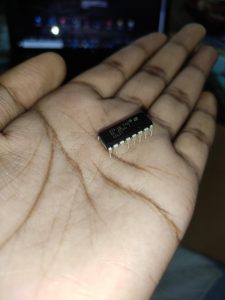 what's the name of this insect