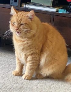 Is he too fat? His vet always calls him big boy but never mentions diets