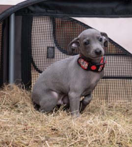 Our new family member [OC]