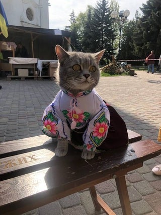 Ukrainian Cattess