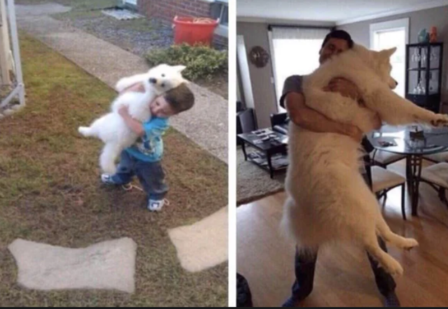 When the ratio of dog to boy stayed constant