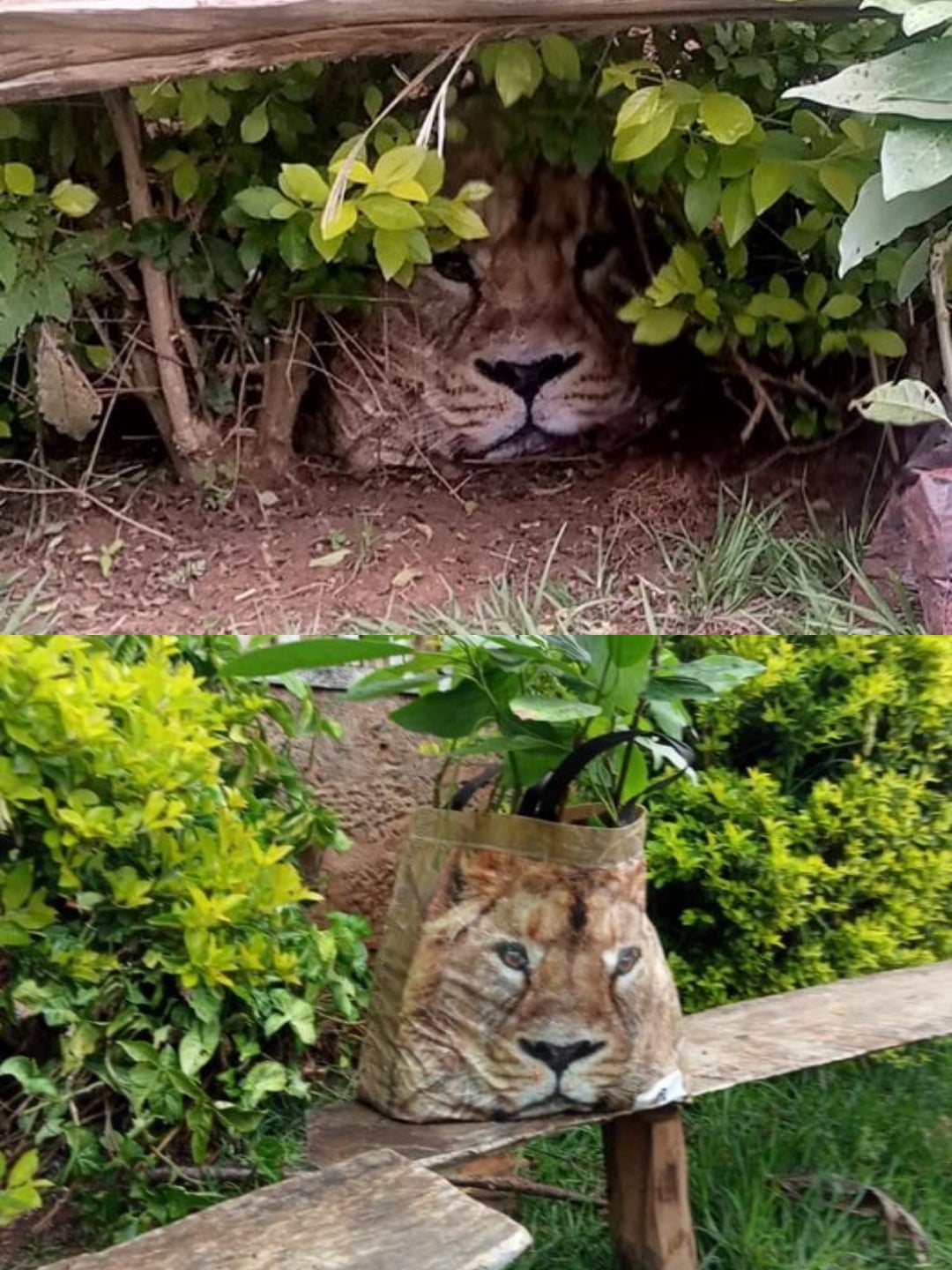 Residents called the wildlife service because they saw a "lion".