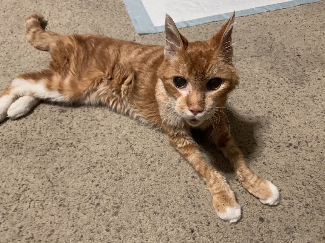 My “baby boy” got called to the rainbow bridge last night. I’m so heartbroken. For 20+ years he walked this Earth. I will miss you dearly Opus.