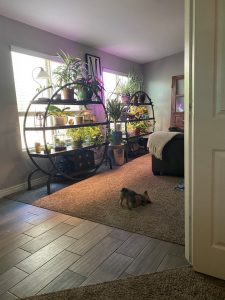 I work from home and I can swivel my chair round anytime I like for a little green therapy. Also little Luca is there apparently rubbing his neck on the carpet for some reason.