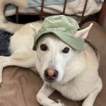 Truly just need to show off my dogs hat to people who’d appreciate it.. puff pet pass everyone