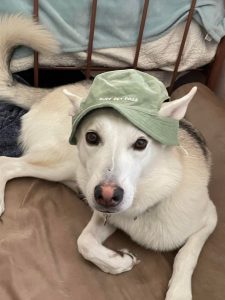 Truly just need to show off my dogs hat to people who’d appreciate it.. puff pet pass everyone