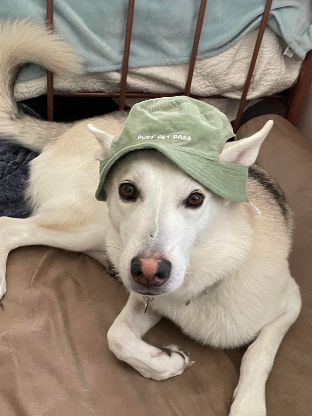 Truly just need to show off my dogs hat to people who’d appreciate it.. puff pet pass everyone