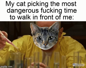 Curiosity grilled the cheese