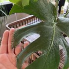 I stopped by to visit my parents & started cleaning scale off one of their orchids. My dad asked what kind of pest is eating his monstera. ☠️☠️☠️ I pointed out the pests immediately