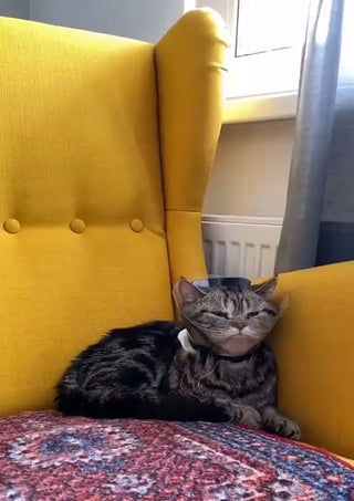 Unhappy boy. [NotMyCat]
