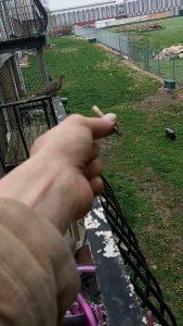 new smoking buddy had to tap out