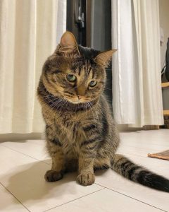 He's Such a handsome boy isn't he 😻