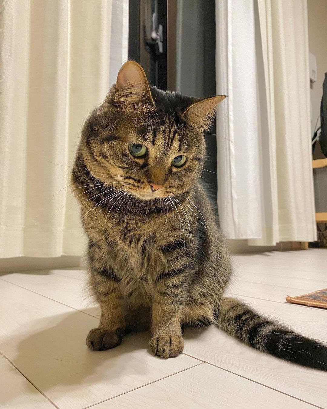 He's Such a handsome boy isn't he 😻