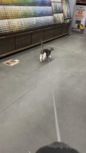 Salem is back at Home Depot spreading love to all the employees!