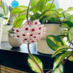 My Hoya bloomed for my birthday😊