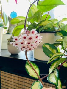 My Hoya bloomed for my birthday😊