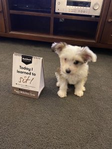 Daisy when she was a puppy (OC)