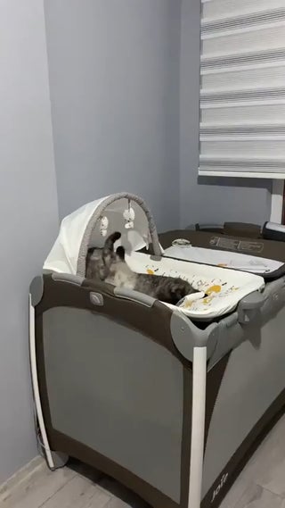 Testing the new crib