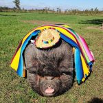 My parents’ friends dressed their pet pig up for Cinco de Mayo.