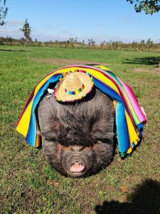 My parents’ friends dressed their pet pig up for Cinco de Mayo.