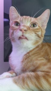 I had to put down my wonderful cat this weekend due to a supposed FIP diagnosis :( RIP Ragnaros, you were the light of my life 💔