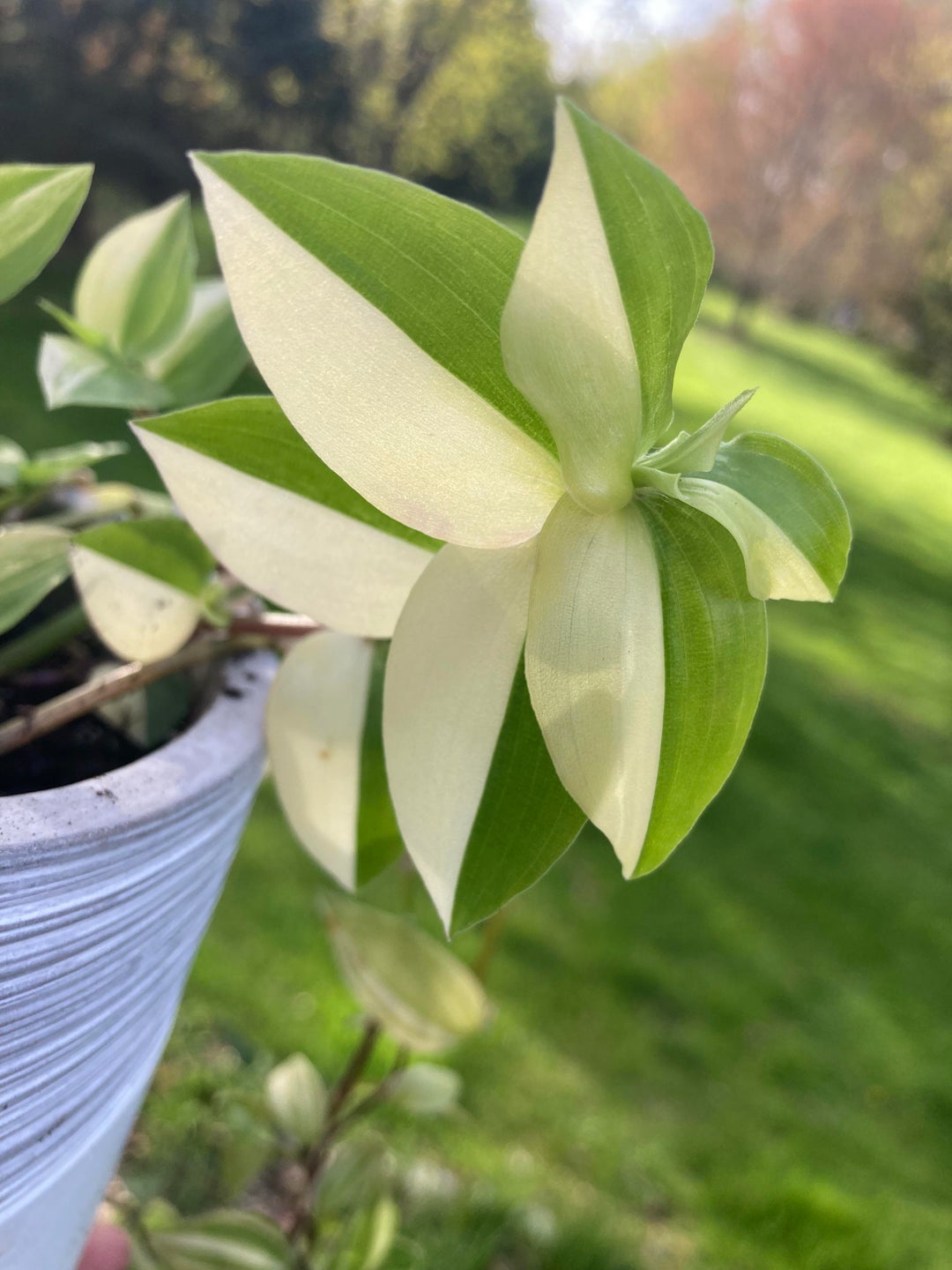 These half moon leaves on one of my tradescantia are giving me much serotonin
