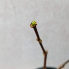 Last fall BF said if I could prove my "stick" was alive he would sacrifice a toolshed for more greenhouse space. I win 🙃