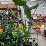 My husband said , " No !! " ...