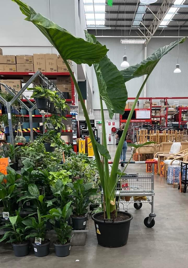 My husband said , " No !! " ...