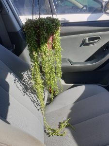 $12, that's right 12 dollarydoos