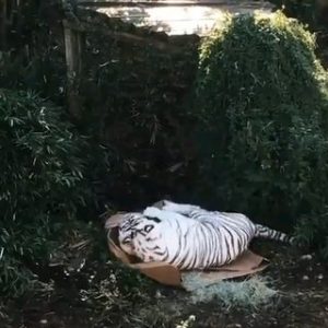 Just another typical cat!