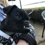 It’s my dogs bday today. Say hello to large marge