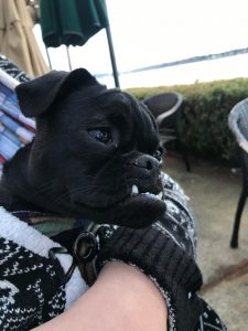 It’s my dogs bday today. Say hello to large marge