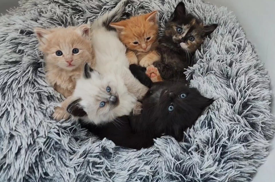 I don't know how to be productive anymore thanks to this lot.