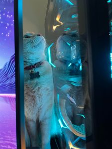 Absolutely enamored by the light