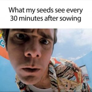 Anyone else feeling excited to see their seedlings grow?