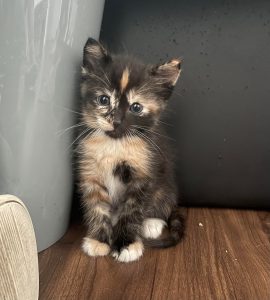 Got a new kitty today
