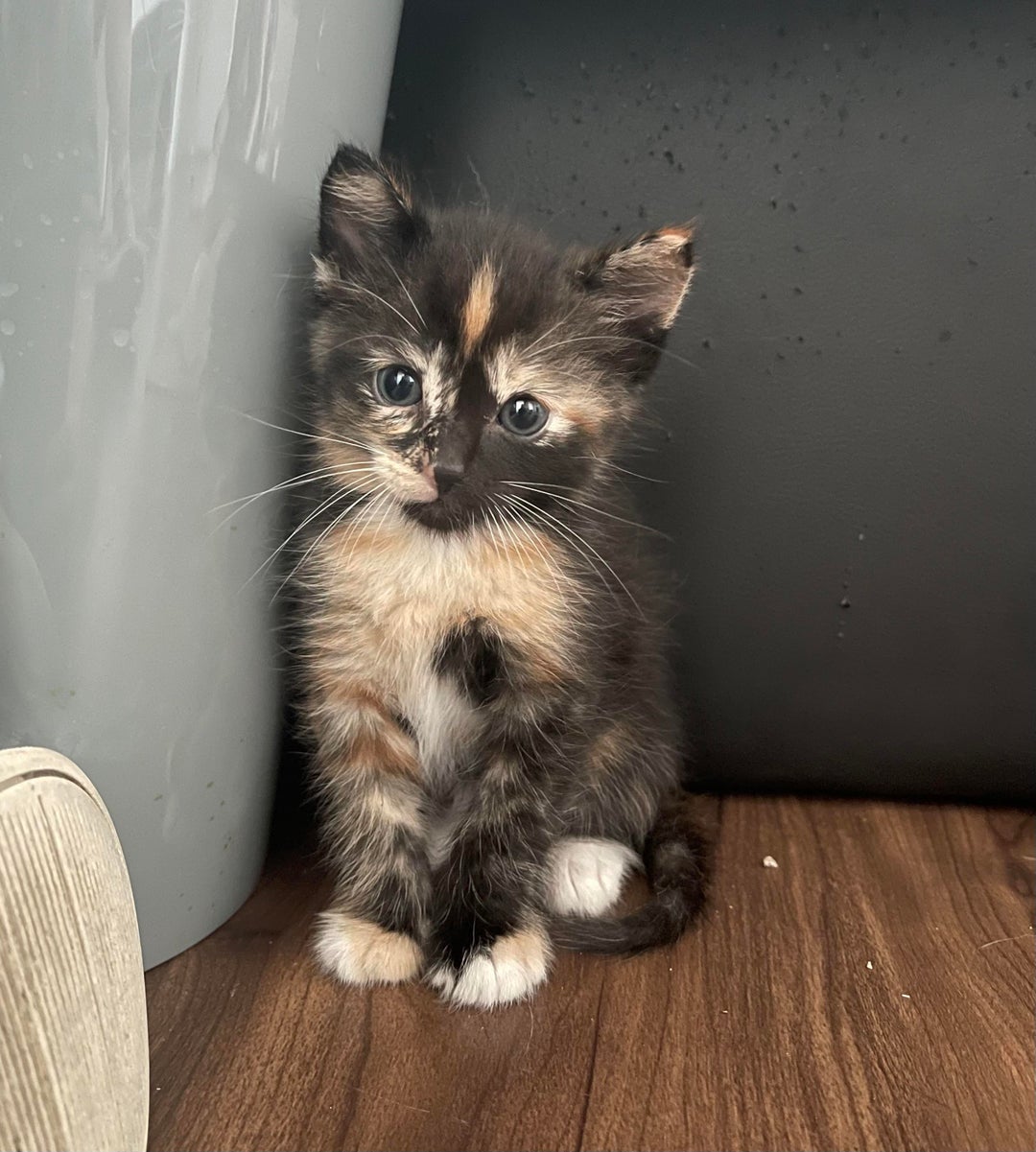 Got a new kitty today