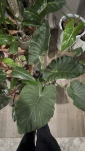 Am I the only one who spends their night bopping their plants 🌱 👋