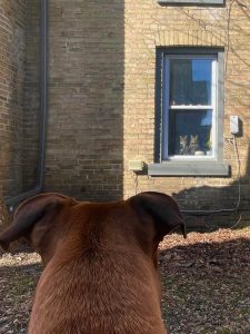 [OC] my dog looking for trouble