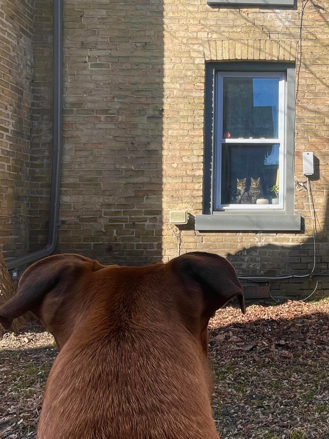 [OC] my dog looking for trouble