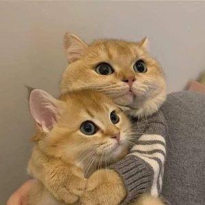 The jacket has me melting omg I want these cats