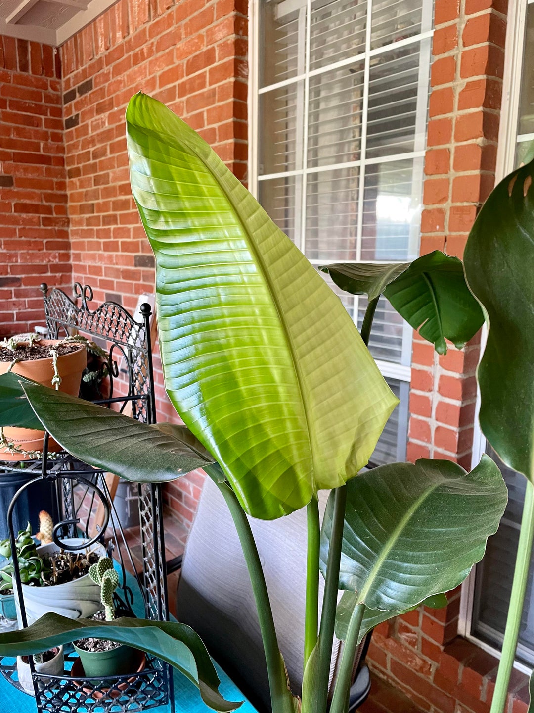 I love the gradient on new leaves. this one is the biggest yet on my bird of paradise!