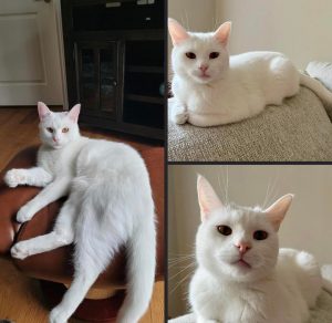 I’m bringing home this handsome guy Charles tomorrow. My first cat. I’m so excited