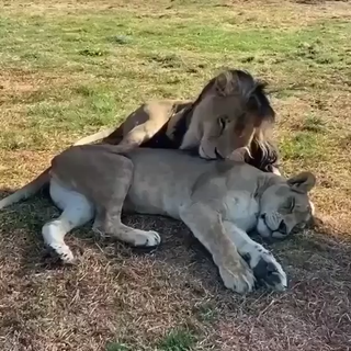 Big Cat Love